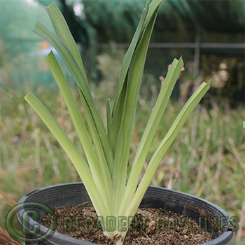 Daylily Cutting foliage back on daylilies in a pot growing in my garden