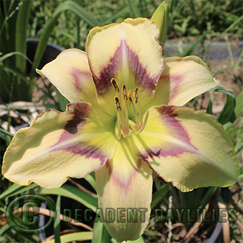 Daylily propagation methods daylilies growing in my garden