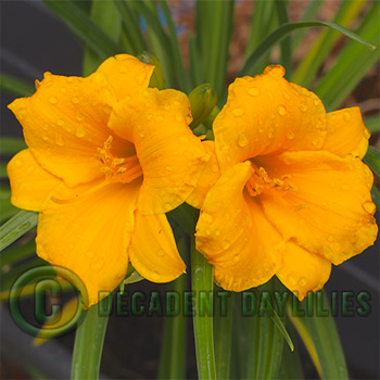 Stella DOro Daylily growing in my garden