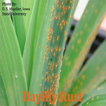 Daylily Rust daylilies growing in my garden