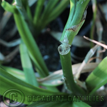 Macro picture of Daylily Scape Blasting in my garden