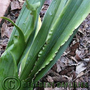 Picture of Daylily spring sickness growing in a garden in Wangaratta