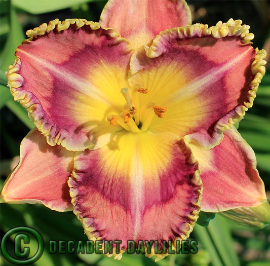 Daylily Crown Rot daylilies growing in my garden