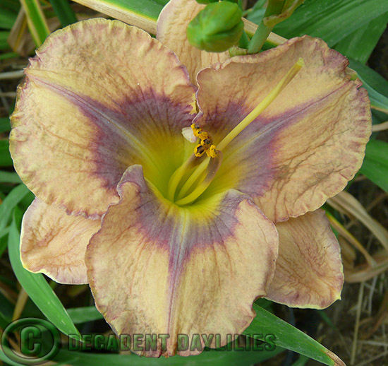 Daylily Root Rot daylilies growing in my garden