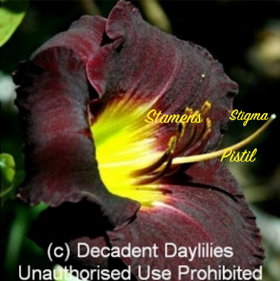 Daylily labeled flower parts for hybridising