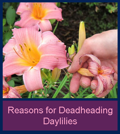 Daylily deadheading daylilies growing in my garden