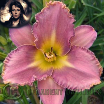 Daylily Sandy Denny daylilies growing in my garden