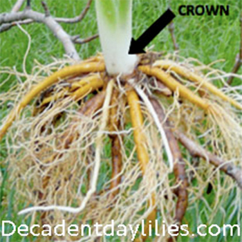 displaying daylily roots and crown daylily plant from my garden