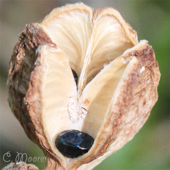 Seed pod with a daylily seed photo take in my garden