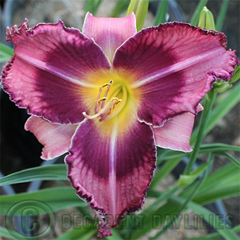 Daylily care and maintenance