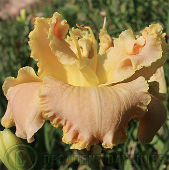 Daylily daylilies growing in my garden