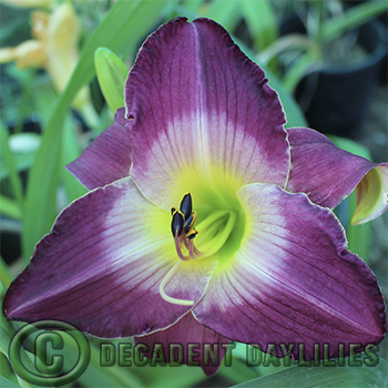 Daylily One of the daylilies growing in my garden