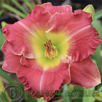 Daylily daylilies growing in my garden