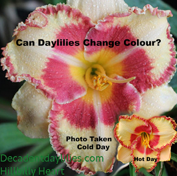 Daylily colour changes daylilies growing in my garden