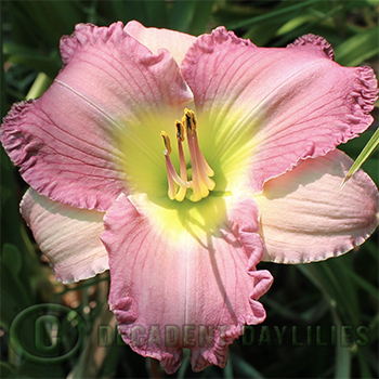 Daylily Biggest daylilies growing in my garden