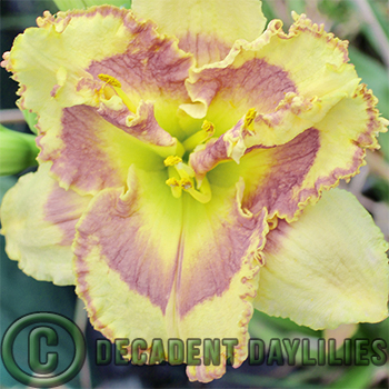 Daylily fancy and eyed daylilies growing in my garden