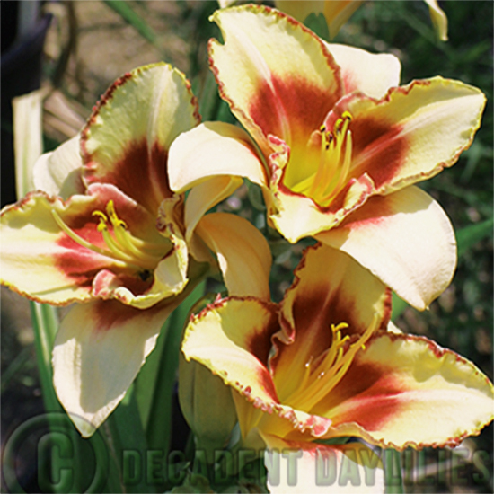 Daylily Planting daylilies growing in my garden