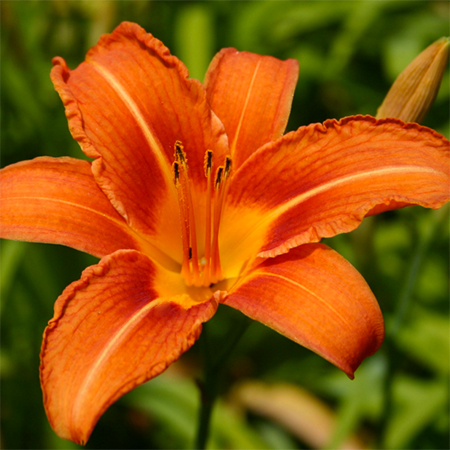 Daylily Fulva daylilies growing in my garden