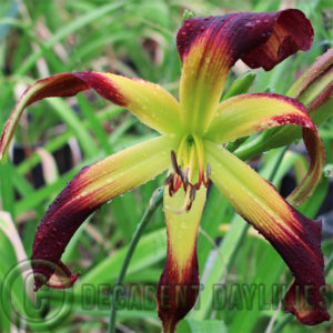 Daylily hybrids growing in my garden