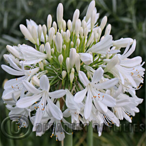 White agapanthus flowering in my garden