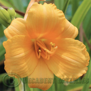 miniature daylily 20" stems