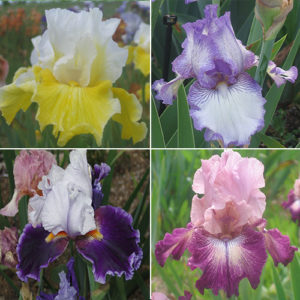 Bearded Iris Collection irises growing in my garden