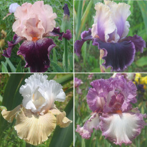 Bearded Iris Collection Irises growing in my garden