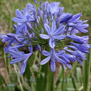 Tall blue agapanthus growing in my garden