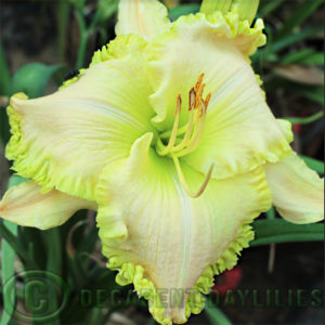 Daylily hybrids growing in my garden