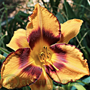 Daylily All American Tiger growing in my garden