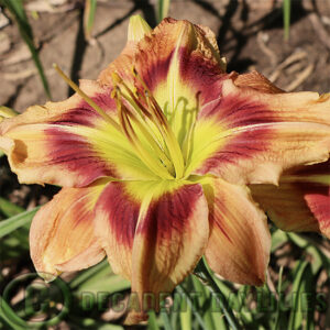 Daylily Ballyhoo growing in my garden