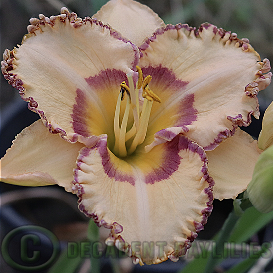 Pretty Daylily Blueberry Baroque growing in my garden