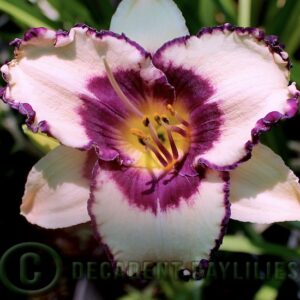 Daylily Blueberry Sundae latest picture