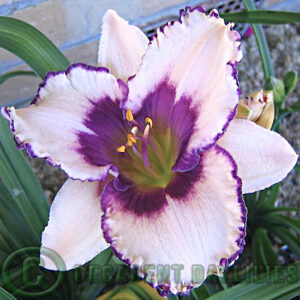 Daylily Blueberry Sundae Picture