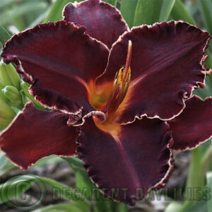 Daylily Burning Embers sensational garnet red