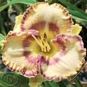 Daylily Call Me Carla growing at Decadent Daylilies Gardens