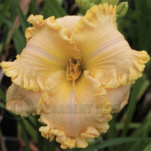 Daylily Candied Popcorn Perfection photo taken at Decadent Daylilies Australia