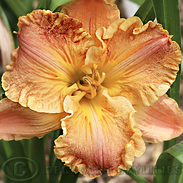 Daylily Carved Initials orange and cream
