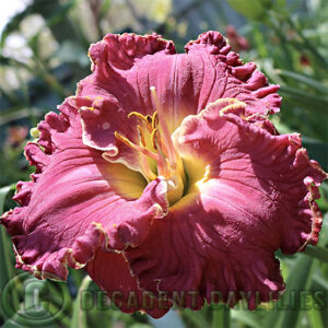 Daylily Cosmic Traveler growing in my garden