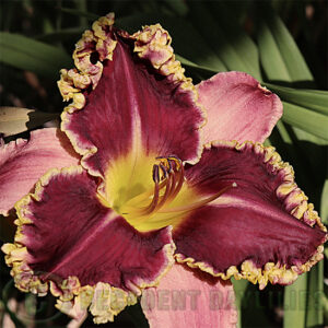 Daylily Dark Night Dynamite flowering in my garden.