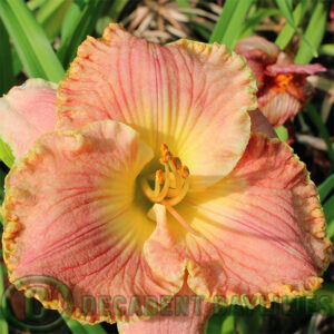 Daylily Edith Sliger