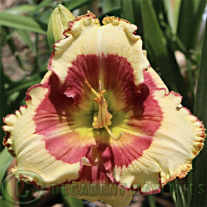 Daylily Elisa Dallas happily flowering in my garden