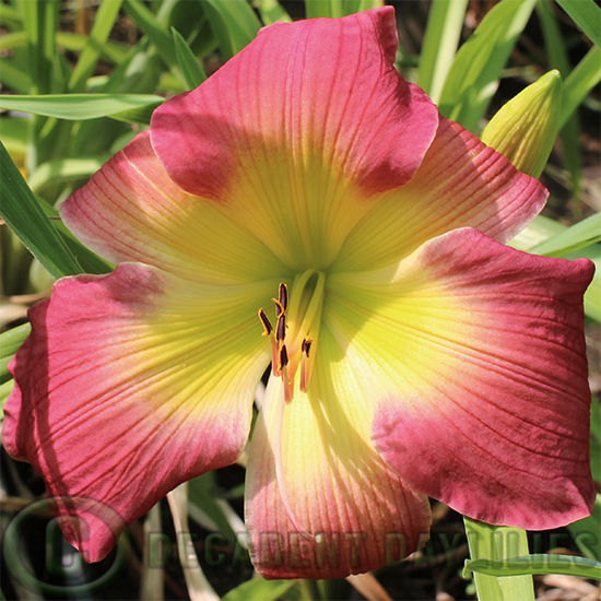 Daylily Enon growing in my garden