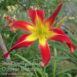 Breeders Picture - Daylily database