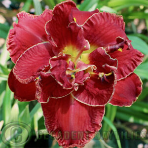 Daylily Fire Agate flowering from my garden