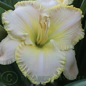 Daylily First Knight growing at Decadent Daylilies Nursery