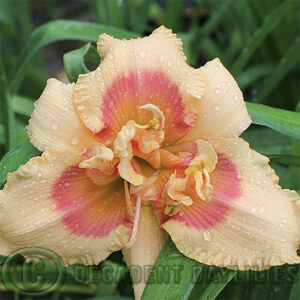 Daylily Forty Second Street flowering from my garden