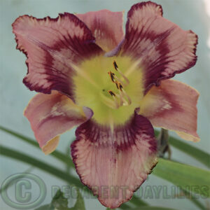 Daylily Get Jiggy Patterned daylily