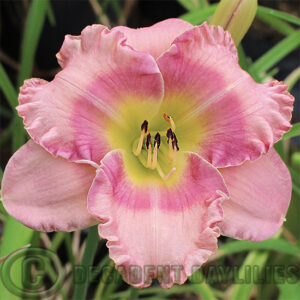 Daylily Javanese Jewel one of my prettiest pinks