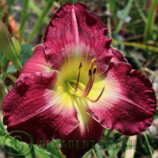 Daylily Lexington Avenue growing at Decadent Daylilies